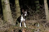 BOSTON TERRIER 051